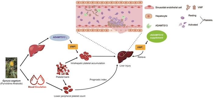 ADAMTS13 Improves Hepatic Platelet Accumulation in Pyrrolizidine Alkaloids-induced Liver Injury