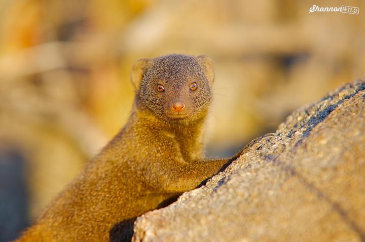 Dwarf Mongoose