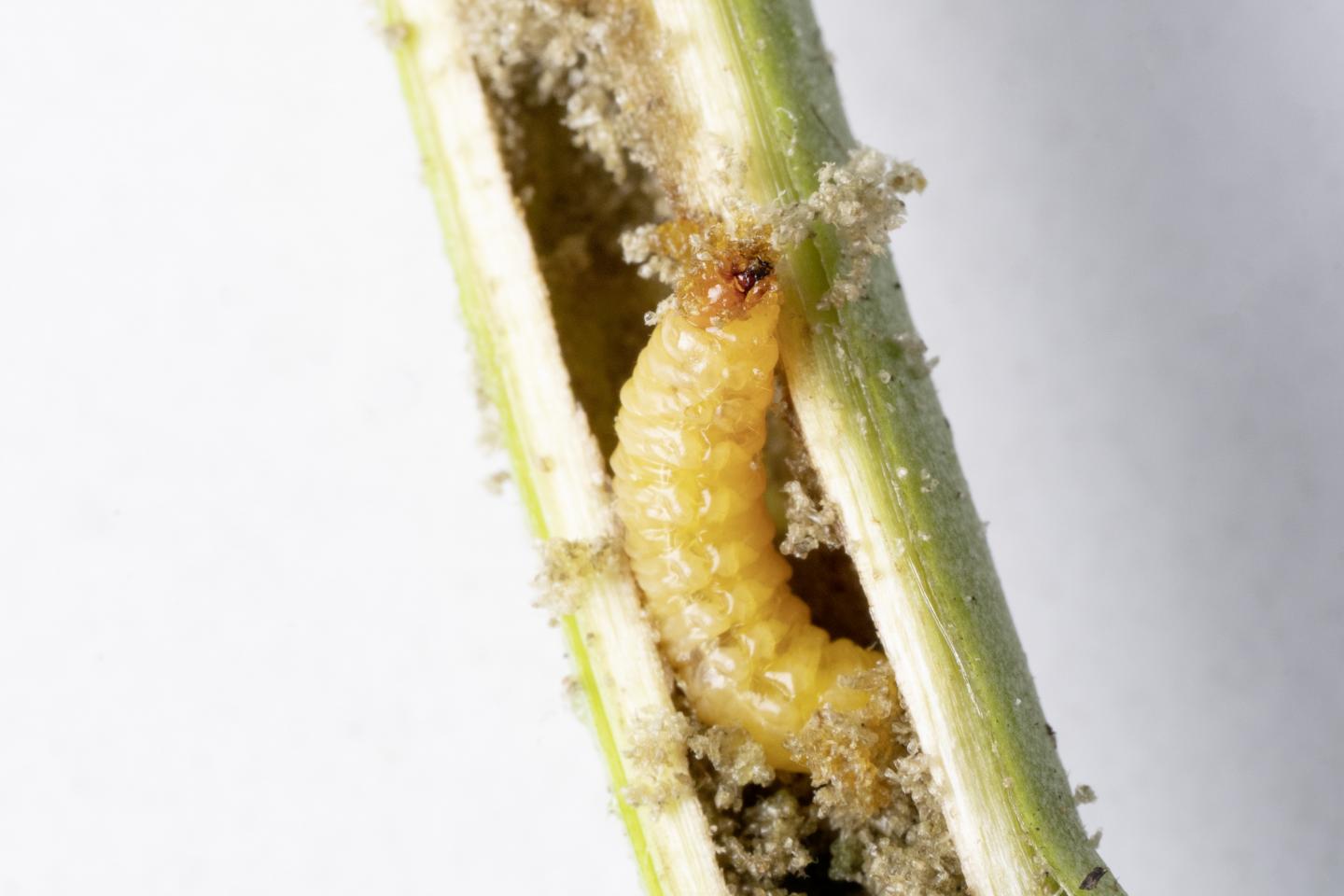 Trichobaris mucorea Larva