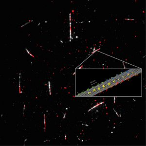 Measurement of how kinesin-1 walks on microtubules