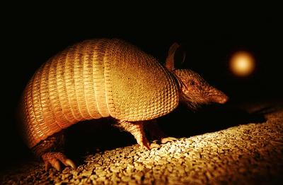 Armadillo