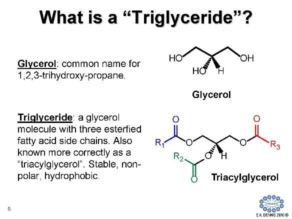 What is a Triglyceride