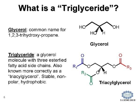 What Is Triglyceride Made Up Of
