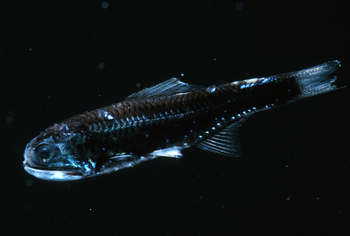 Lanternfish