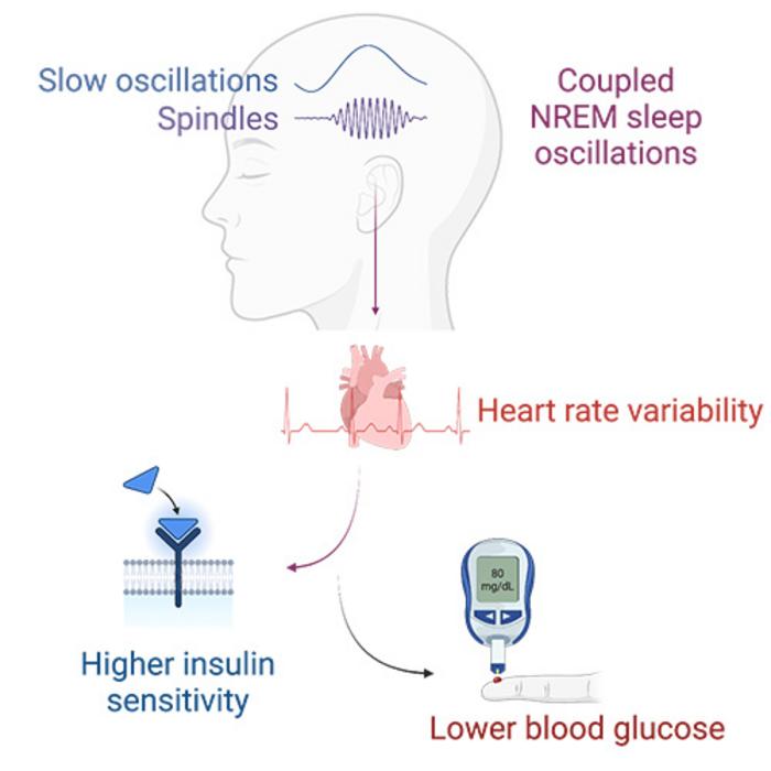 A chain reaction from the brain to the heart to the body’s regulation of blood sugar