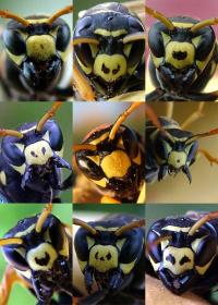 Portraits of Nine Paper Wasps