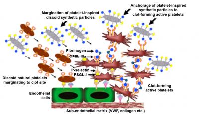Researchers are Transforming Clot Makers into Clot Breakers