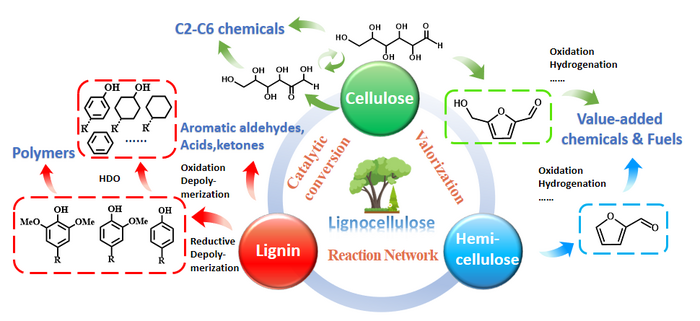 The catalytic conversion network for lignocellulosic biomass valorization