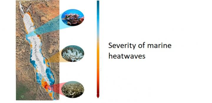Severity of Marine Heatwaves -- a Map of the Red Sea