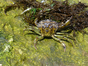 European green crab-2