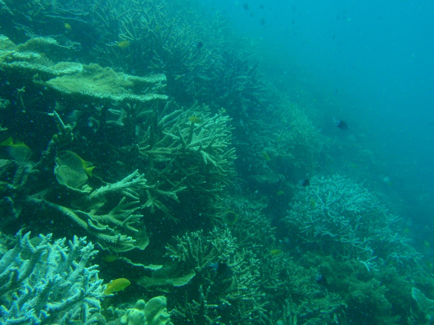 Live Acropora Dominated Reef