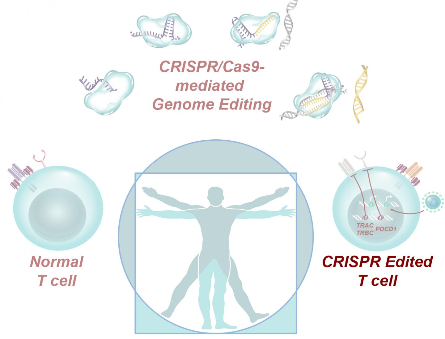 CRISPR Editing Process