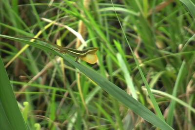 Puerto Rican Anole