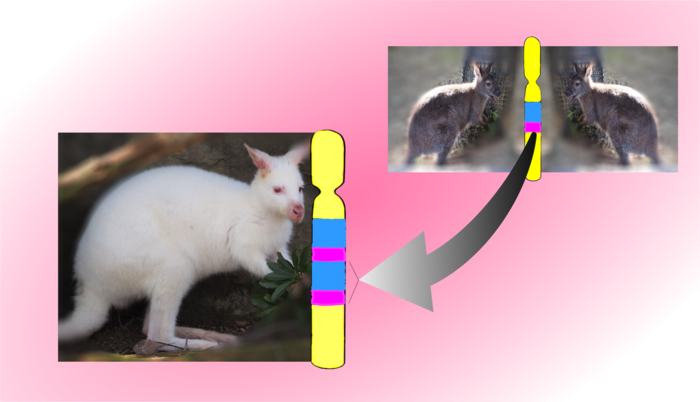 Mutation in wallaby gene causes albinism