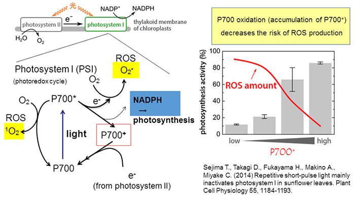 植物が活性酸素を抑制する機能の電子の流れを解明 図１ Image Eurekalert Science News Releases