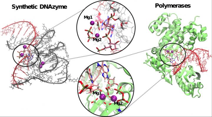 DNAzyme 9DB1 Makes Use of a Mechanism Involving Two Ions, Similar to that Used by Natural Enzymes