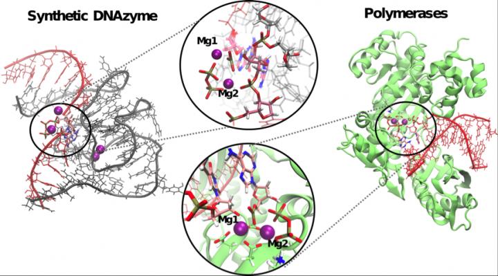 The DNAzyme 9DB1makes use of a mechanism involving two ions, similar to that used by natural enzymes.