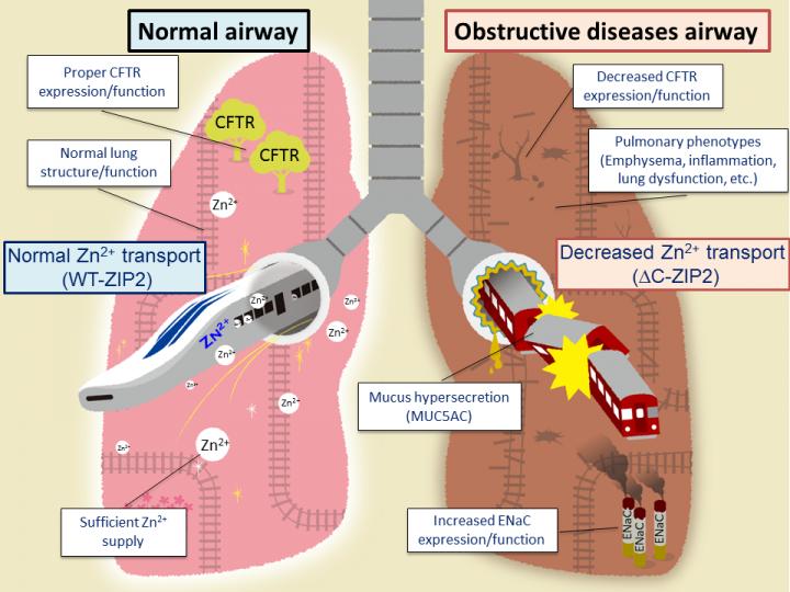 Normal Lungs vs Those with Affected by Obstructive Disease