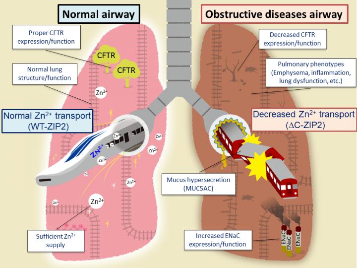 肺難病疾患において亜鉛の供給メカニズムの破綻が病態に影響している事 