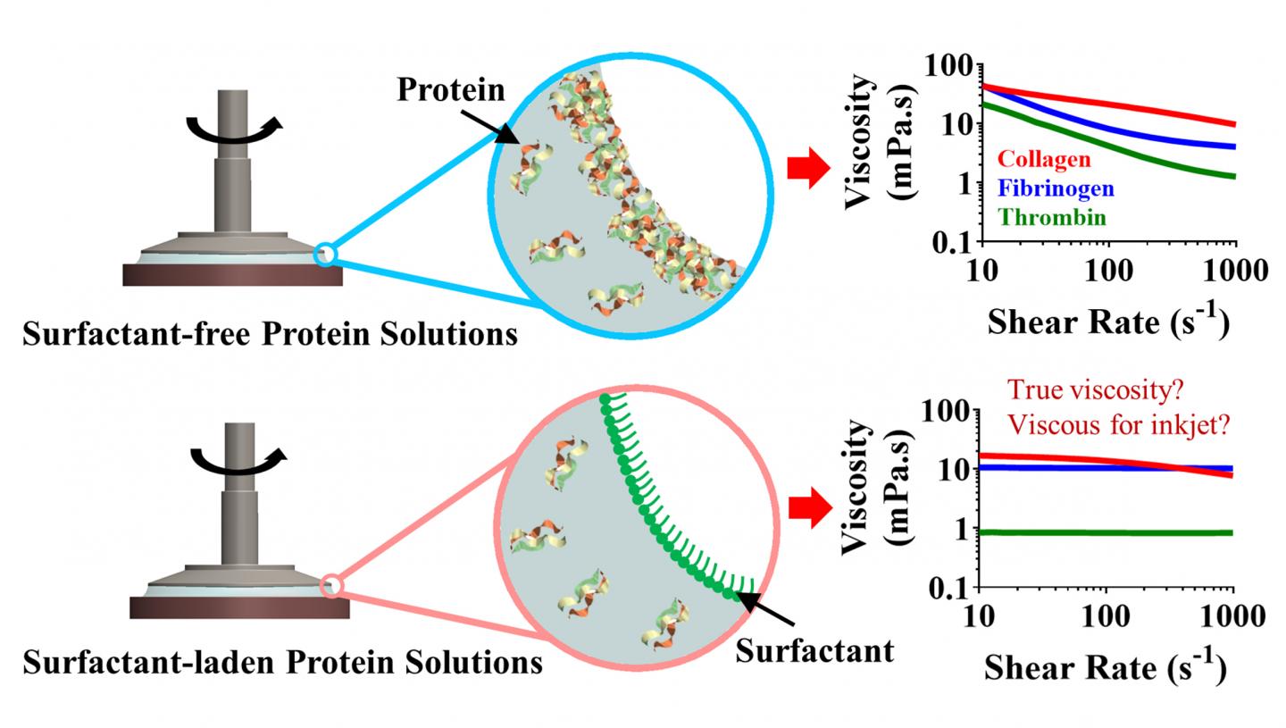 protein layers