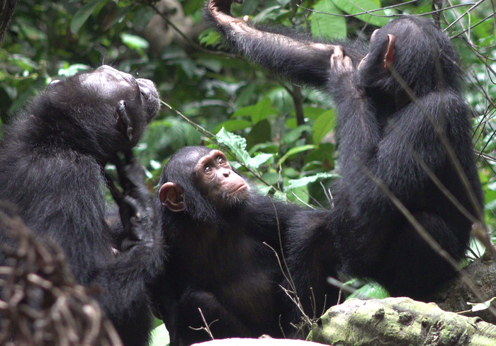 Chimpanzees in Gabon apply insects to wounds, a potential case of medication?