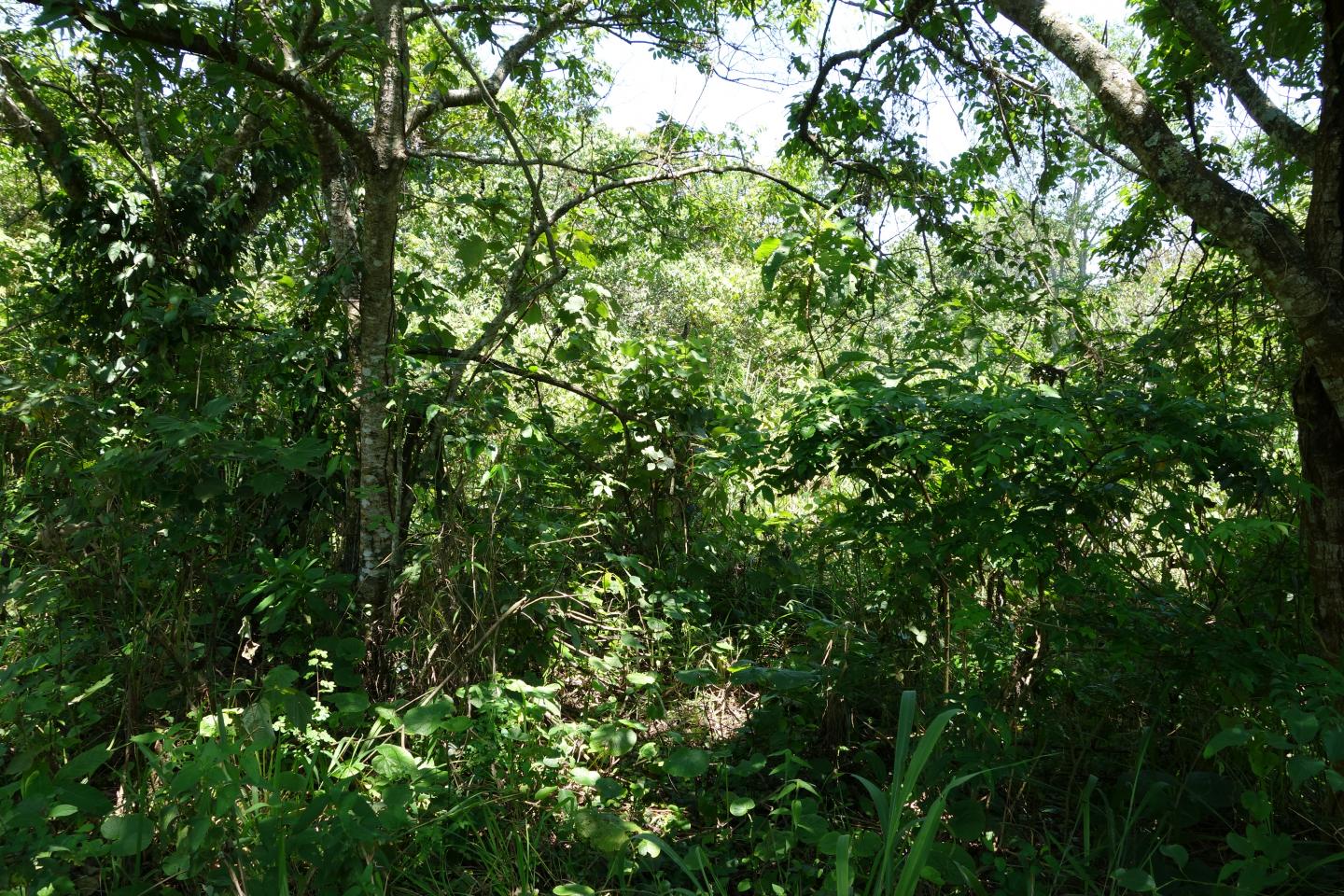 18-Year-Old Naturally Regenerating Forest