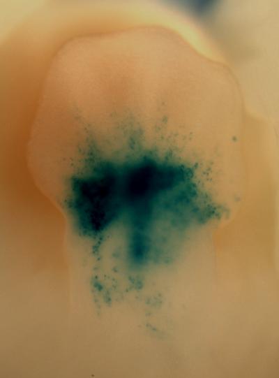 Fish Genetic Switch Functional in Mouse Limb