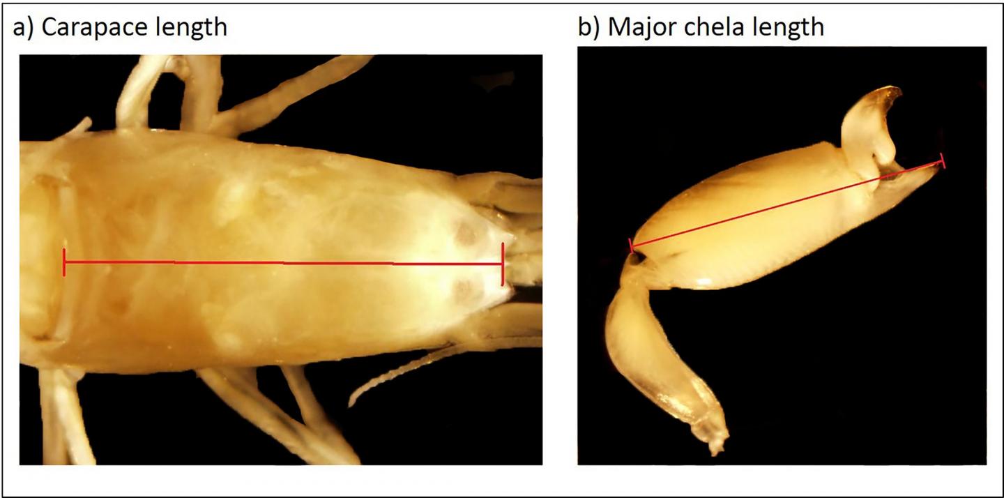Tradeoffs Between Weaponry and Fecundity in Snapping Shrimp Queens Vary with Eusociality