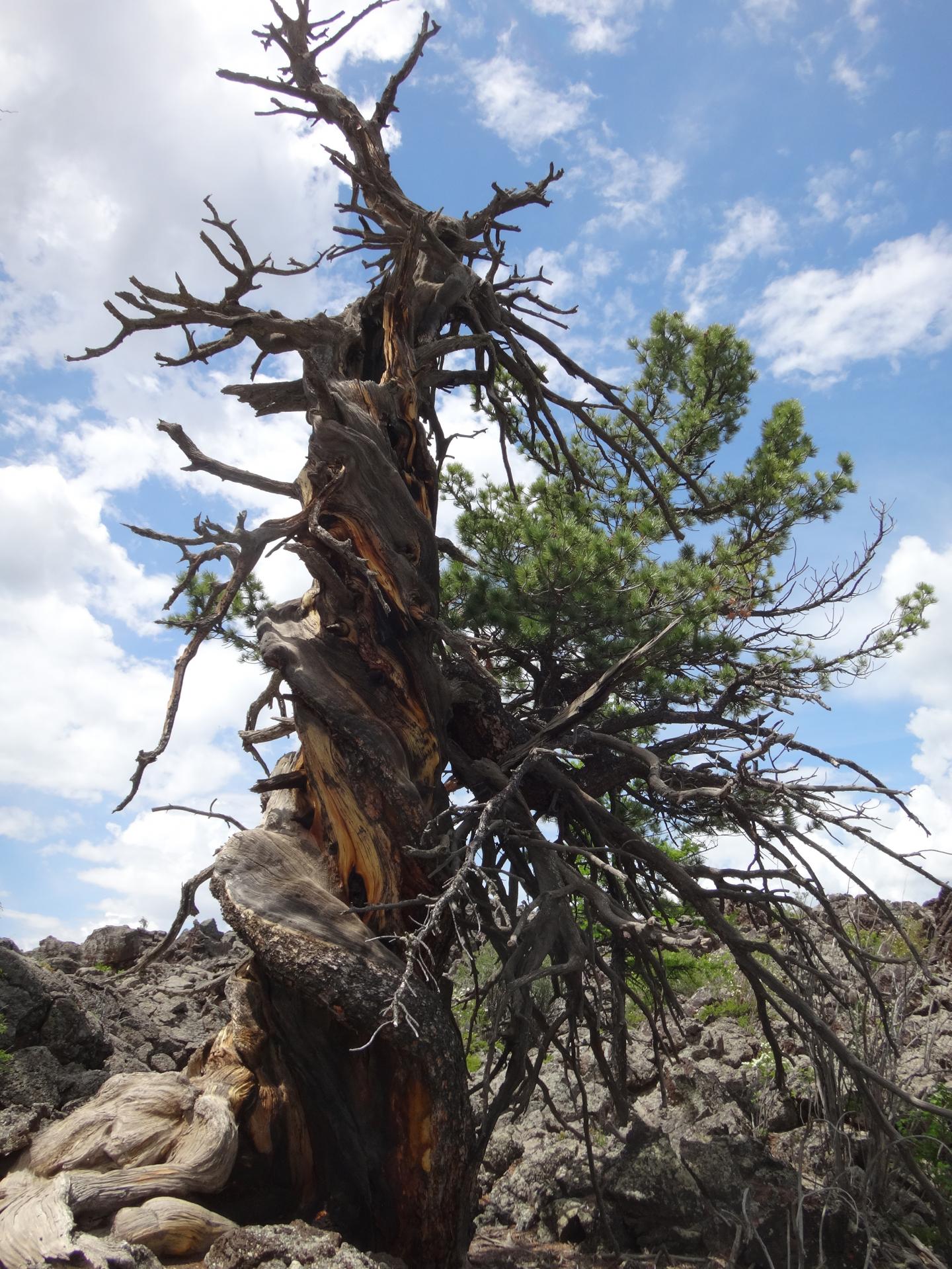 In Mongolia, Present and Projected Droughts Do Not Exceed Climate Variability of the Last 2,000 Years (2 of 8)