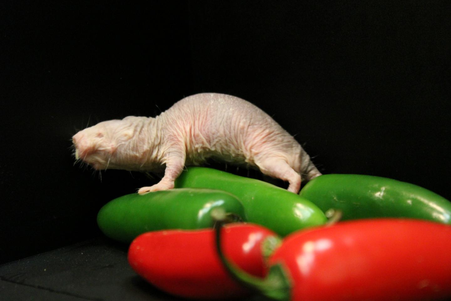 Naked Mole Rat Climbs Over Chili Peppers