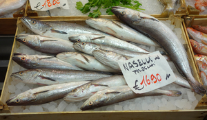 Hake - Mercato Orientale - Genoa, Italy