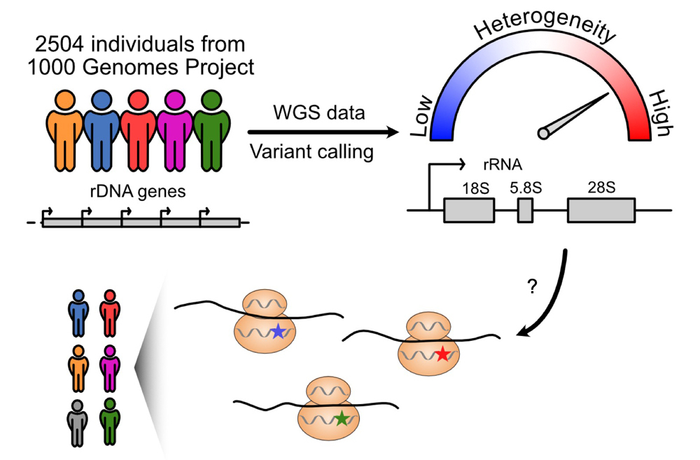 RNA Graphic