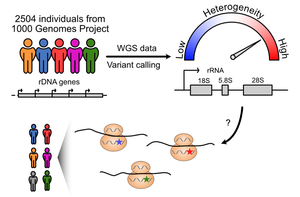 RNA Graphic