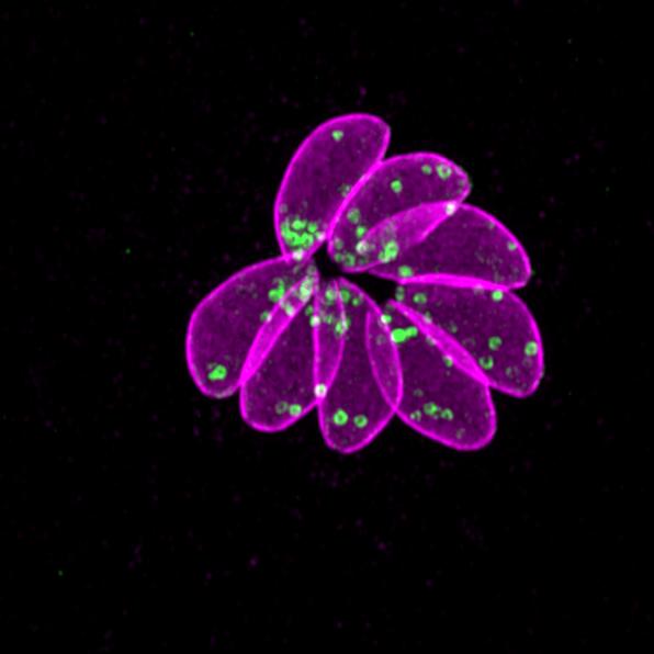 <em>Toxoplasma gondii</em> Parasites