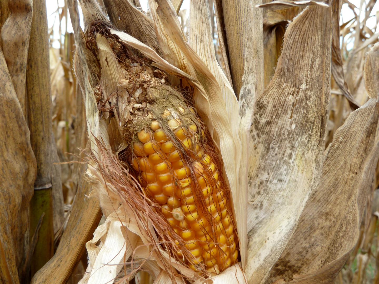 Corn Infected With Aflatoxin [IMAGE] EurekAlert! Science News Releases