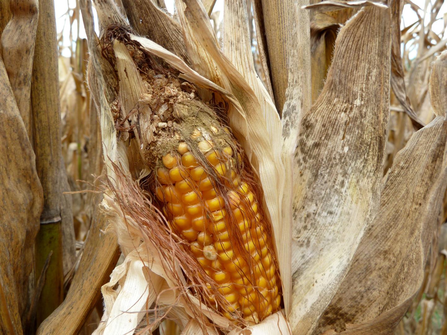 Corn Infected With Aflatoxin