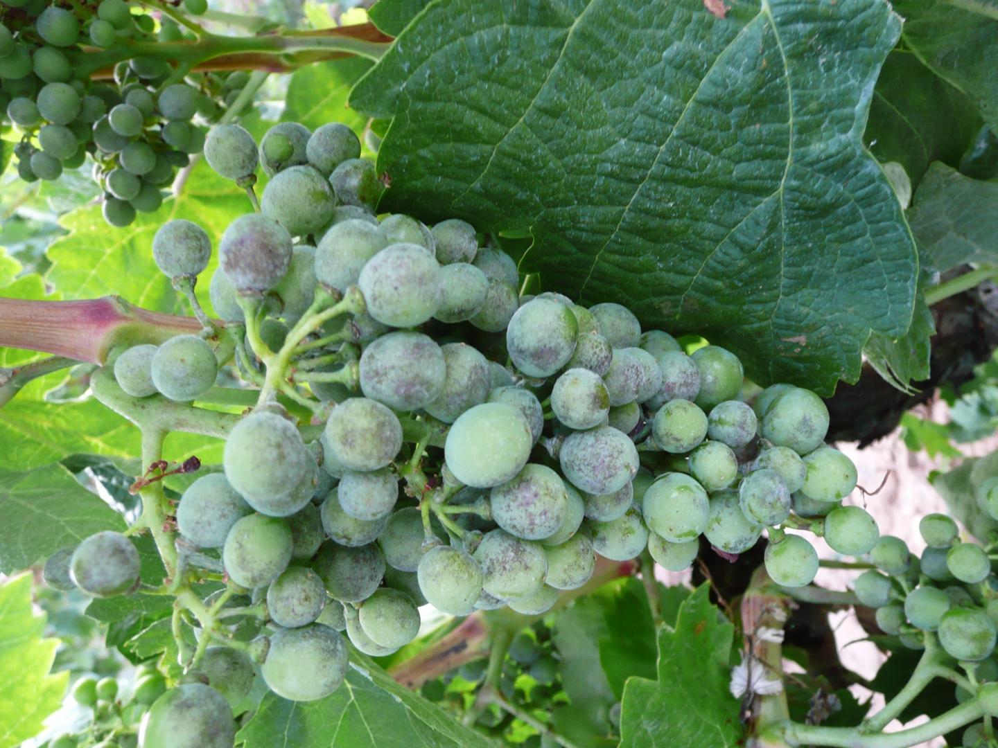 Wine Grapes