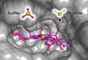 Illustration of Fsr’s catalytic site where sulfite gets reduced to sulfide.