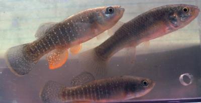 Atlantic Killifish