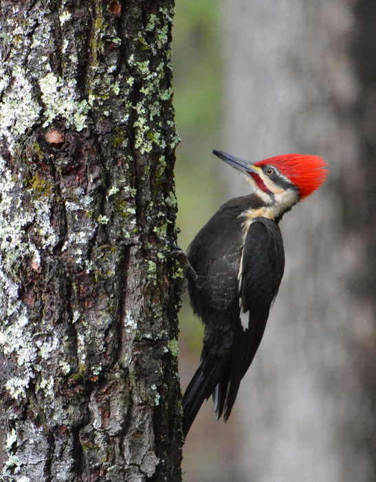 PILEATED WOODPECKER