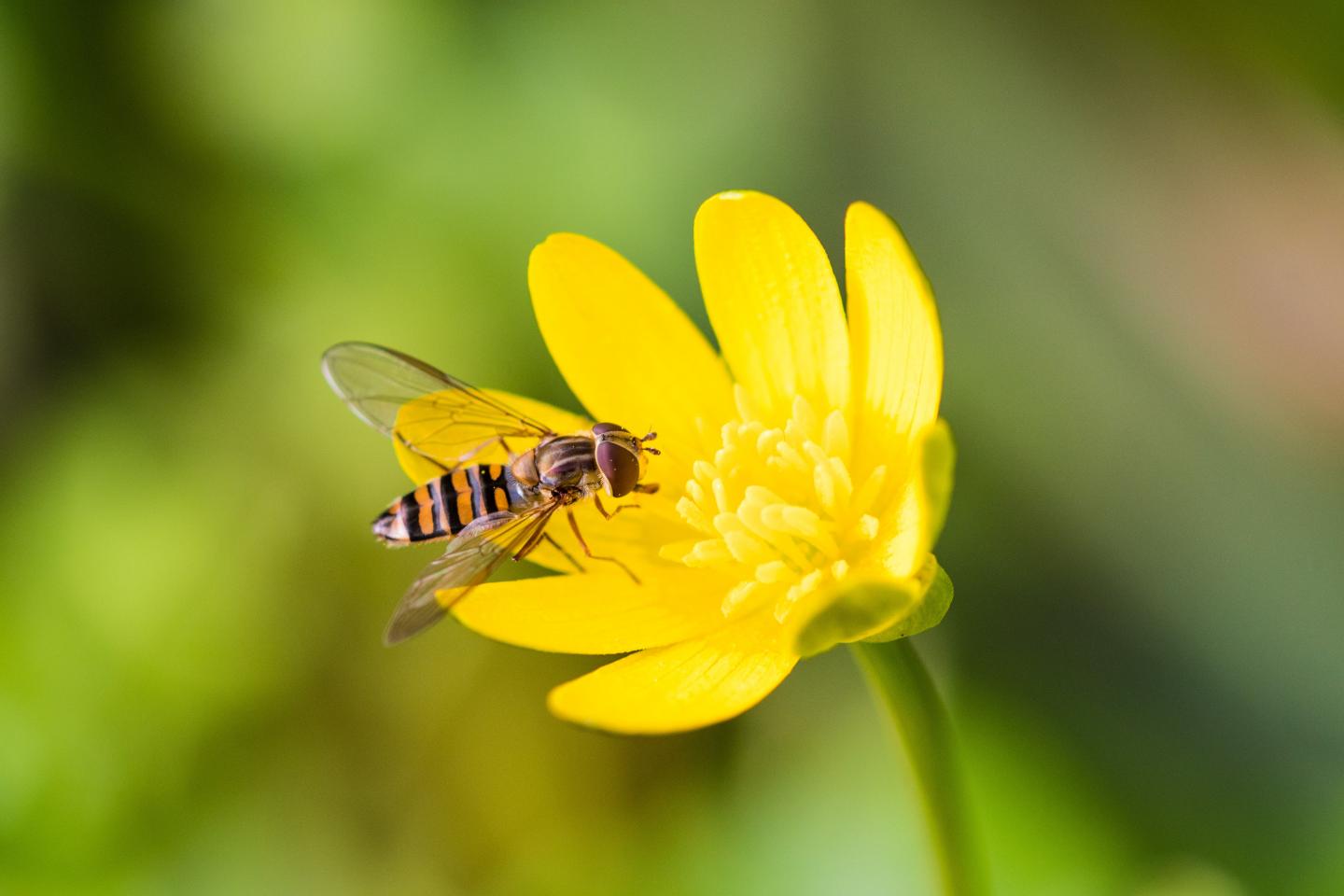 Marmalade Hoverfly -- <em>Episyrphus balteatus</em>