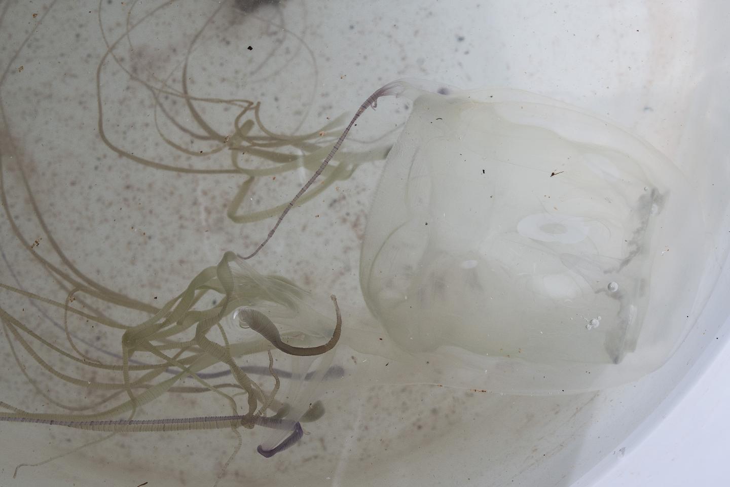 Australian Box Jelly