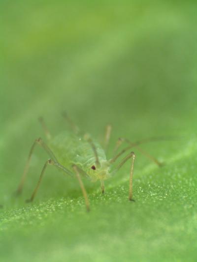 The Pea Aphid, Acyrthosiphon pisum