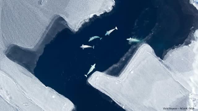 Beluga Whales Across the Arctic