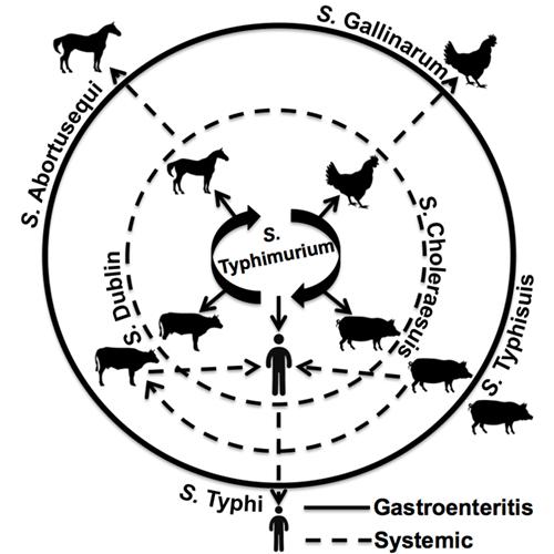 <em>Salmonella</em>'s Specificity