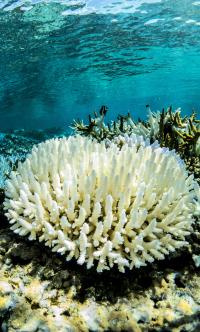 Severe Reduction in Thermal Tolerance Projected for Great Barrier Reef (2 of 6)