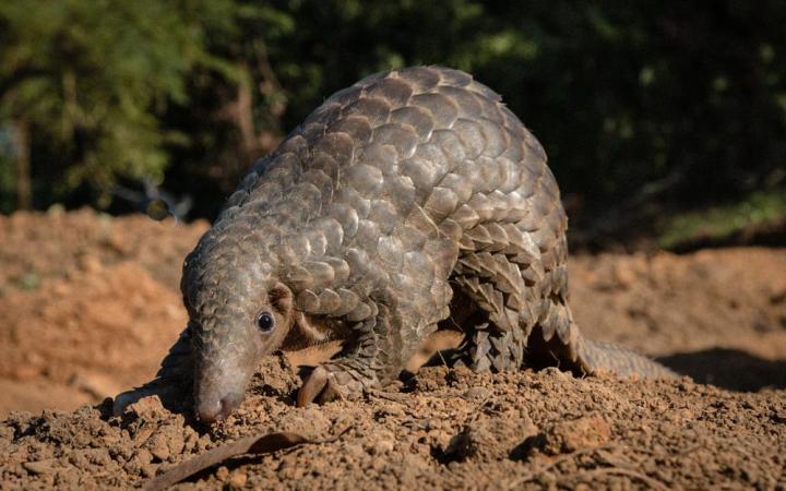Indian Pangolin from Northeast [IMAGE] | EurekAlert! Science News Releases