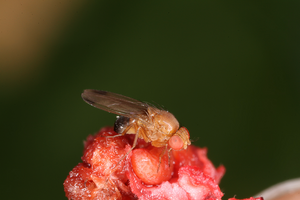 Male of the invasive spotted wing drosophila