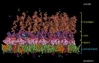 Gram-Negative Bacterial Outer Membrane Molecular Complexity