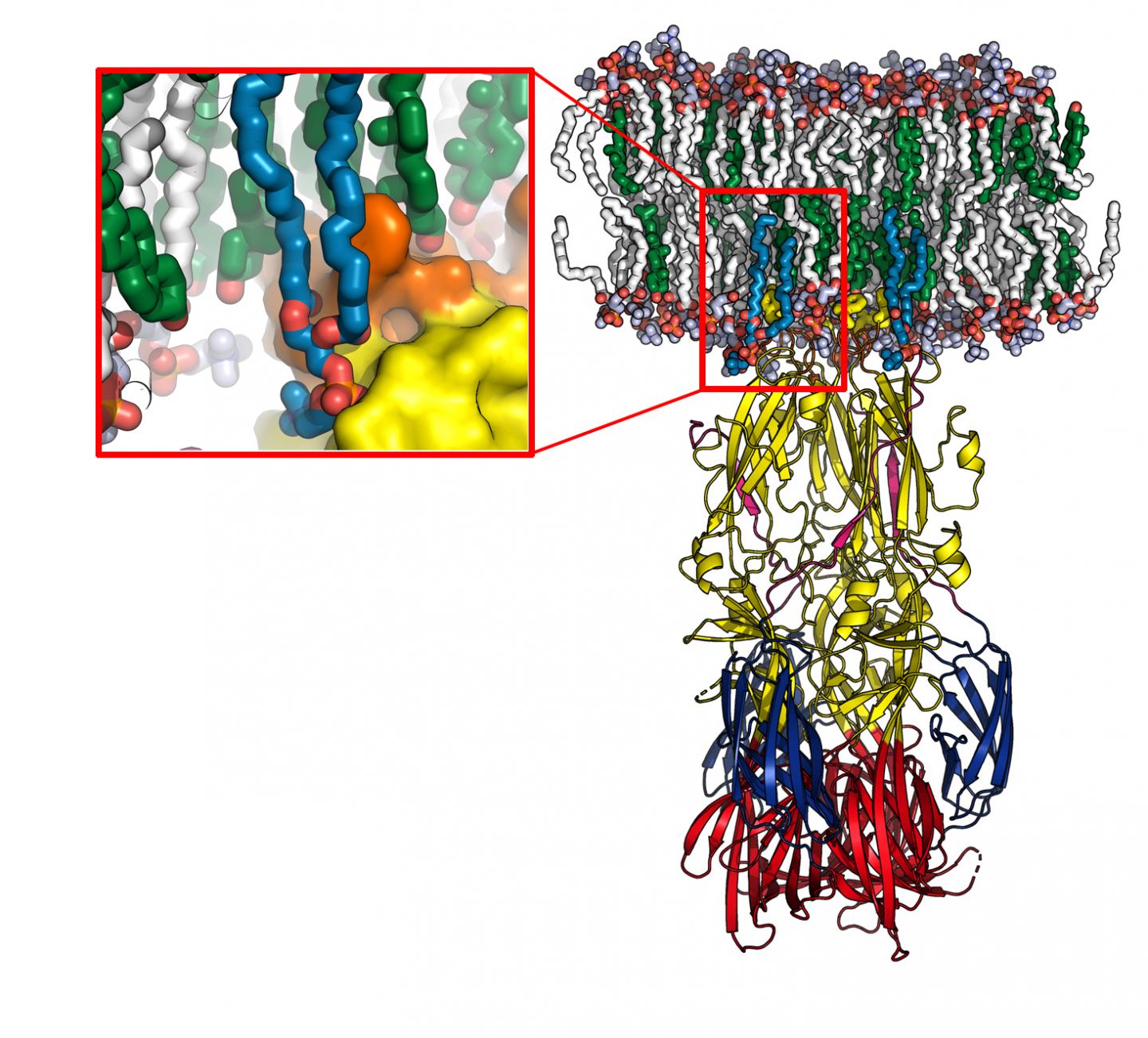 Rift Valley Virus Fusion Protein